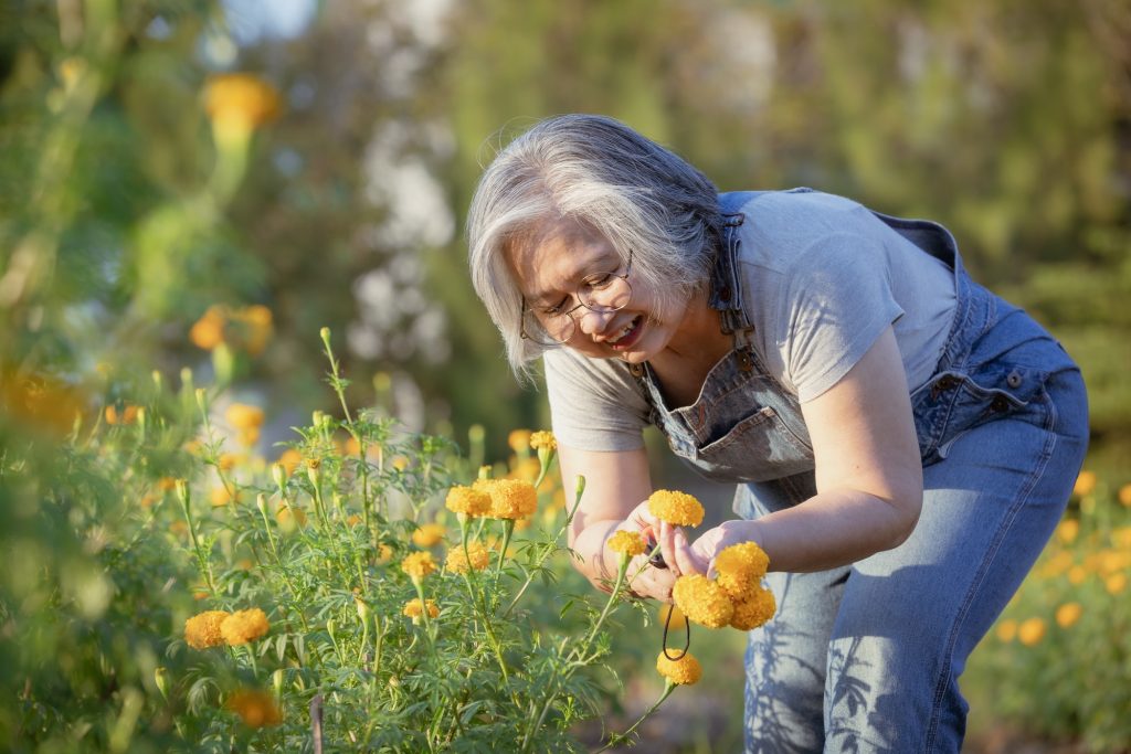 Retired senior woman in the gardening.